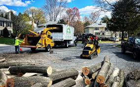 Best Tree Cabling and Bracing  in Rosendale, WI