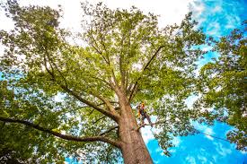 Best Emergency Tree Removal  in Rosendale, WI