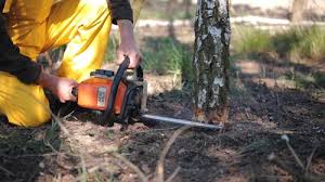 Best Tree and Shrub Care  in Rosendale, WI