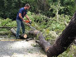 Best Hedge Trimming  in Rosendale, WI