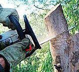 Best Tree Disease Treatment  in Rosendale, WI