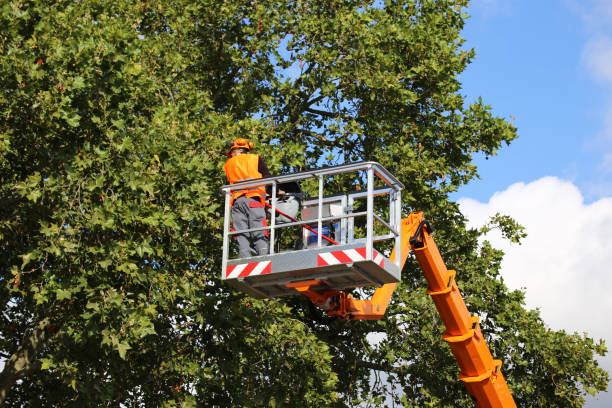 Lawn Watering Services in Rosendale, WI