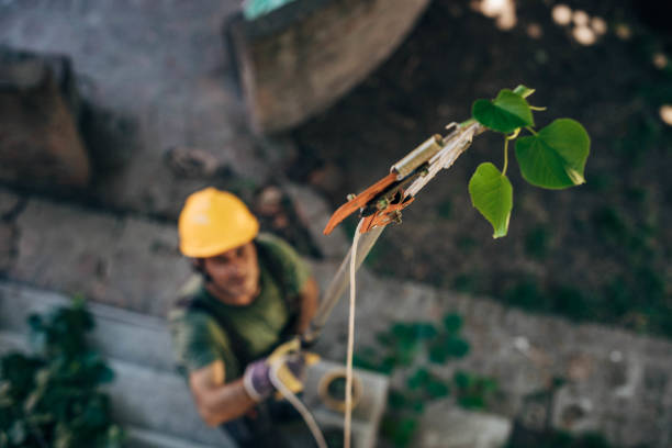 Best Tree Cabling and Bracing  in Rosendale, WI