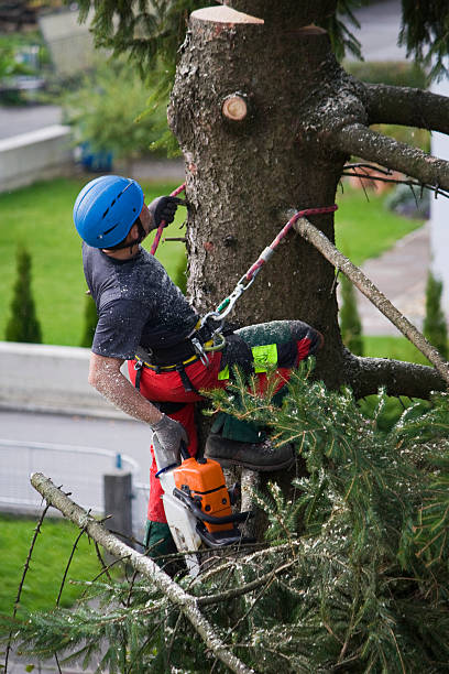 Best Seasonal Cleanup (Spring/Fall)  in Rosendale, WI