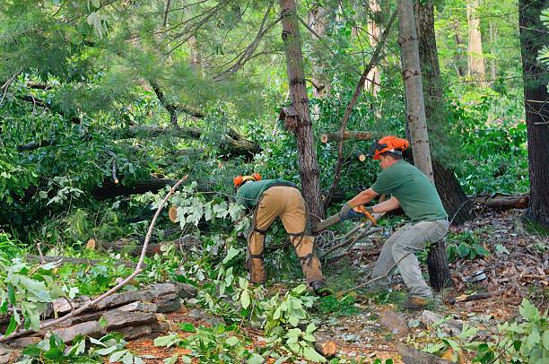 Best Tree Health Inspection  in Rosendale, WI