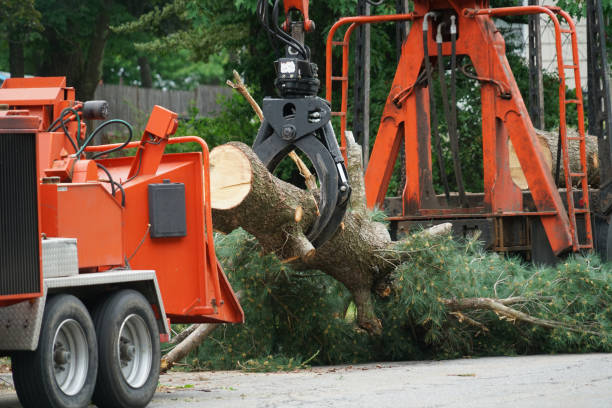 Best Lawn Disease Treatment  in Rosendale, WI
