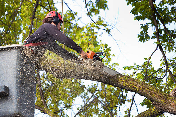 Best Grass Overseeding  in Rosendale, WI