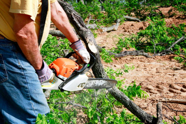 How Our Tree Care Process Works  in  Rosendale, WI